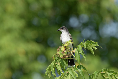 BUITEN BEELD Foto: 359188