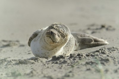 BUITEN BEELD Foto: 359209
