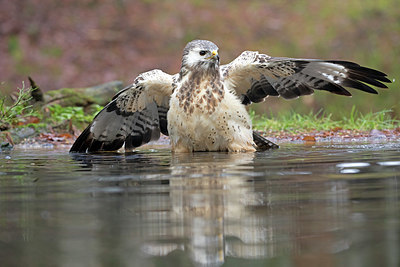 BUITEN BEELD Foto: 359213