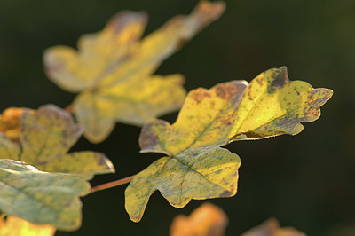 BUITEN BEELD Foto: 359226
