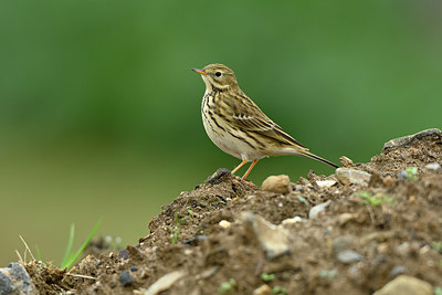 BUITEN BEELD Foto: 359259
