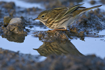 BUITEN BEELD Foto: 359262