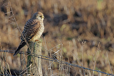 BUITEN BEELD Foto: 359312