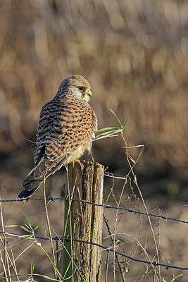 BUITEN BEELD Foto: 359314