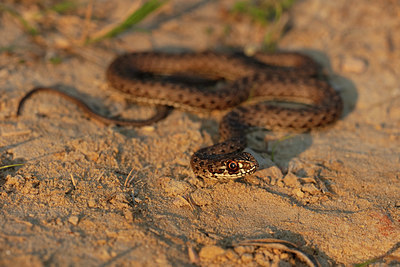BUITEN BEELD Foto: 359388