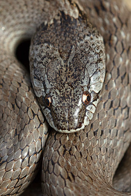 BUITEN BEELD Foto: 359417