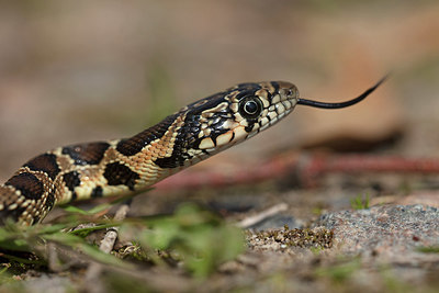BUITEN BEELD Foto: 359423