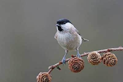 BUITEN BEELD Foto: 359465