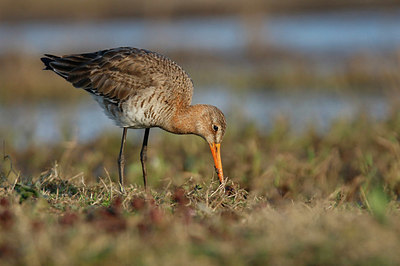 BUITEN BEELD Foto: 359471