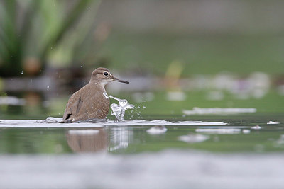 BUITEN BEELD Foto: 359474