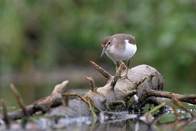 BUITEN BEELD Foto: 359475