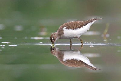 BUITEN BEELD Foto: 359479