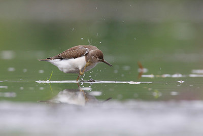 BUITEN BEELD Foto: 359480