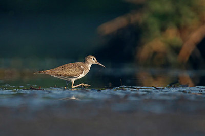 BUITEN BEELD Foto: 359484