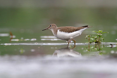 BUITEN BEELD Foto: 359485