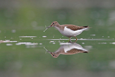 BUITEN BEELD Foto: 359490