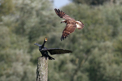 BUITEN BEELD Foto: 359492