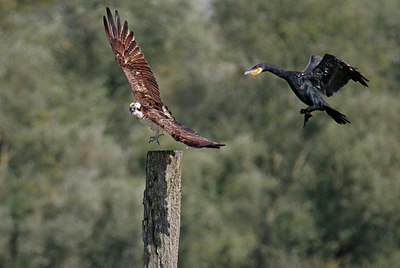 BUITEN BEELD Foto: 359493