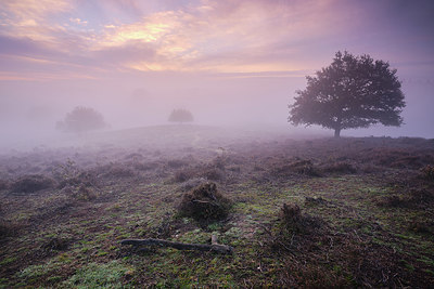 BUITEN BEELD Foto: 359552