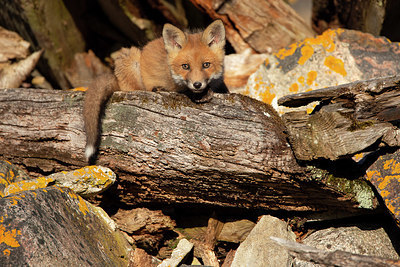 BUITEN BEELD Foto: 359600