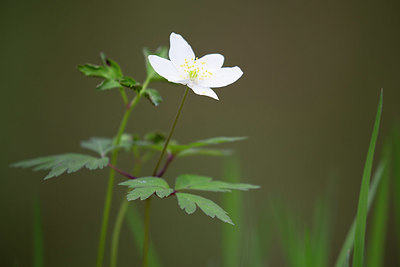 BUITEN BEELD Foto: 359633