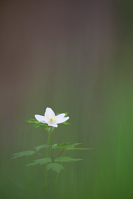BUITEN BEELD Foto: 359636