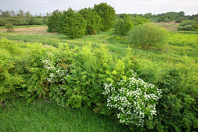 BUITEN BEELD Foto: 359733