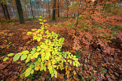 BUITEN BEELD Foto: 359759