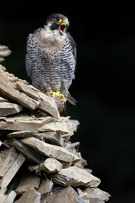 BUITEN BEELD Foto: 359800