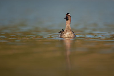 BUITEN BEELD Foto: 359812