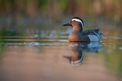 BUITEN BEELD Foto: 359817