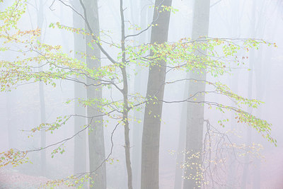 BUITEN BEELD Foto: 359827