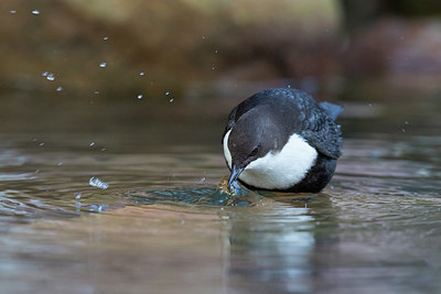 BUITEN BEELD Foto: 359867