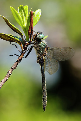 BUITEN BEELD Foto: 359891