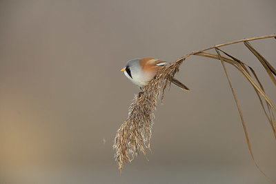 BUITEN BEELD Foto: 359906