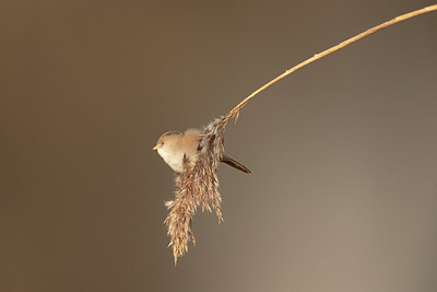 BUITEN BEELD Foto: 359910