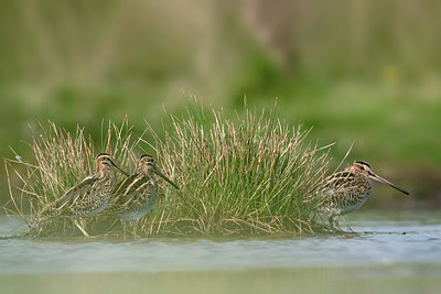 BUITEN BEELD Foto: 359946