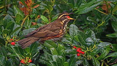 BUITEN BEELD Foto: 359964