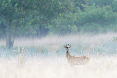 BUITEN BEELD Foto: 359984