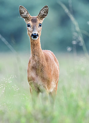 BUITEN BEELD Foto: 359994