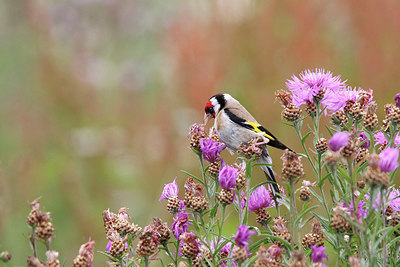 BUITEN BEELD Foto: 359996