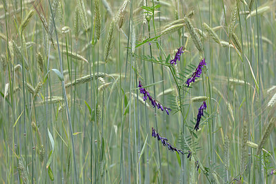 BUITEN BEELD Foto: 360070