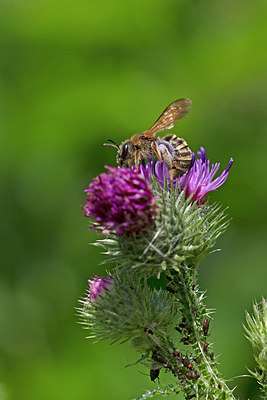 BUITEN BEELD Foto: 360230