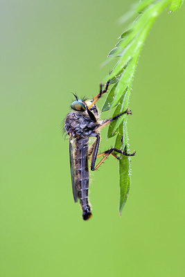 BUITEN BEELD Foto: 360241