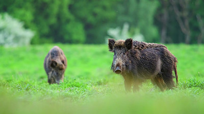 BUITEN BEELD Foto: 360348