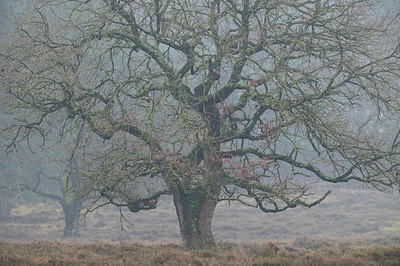 BUITEN BEELD Foto: 360358