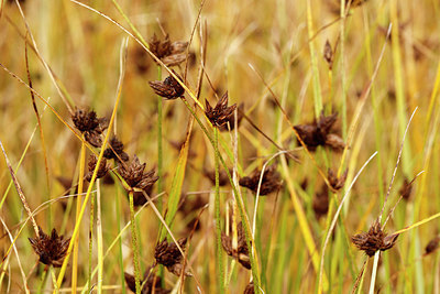 BUITEN BEELD Foto: 360380