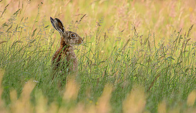 BUITEN BEELD Foto: 360392