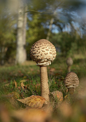 BUITEN BEELD Foto: 360430