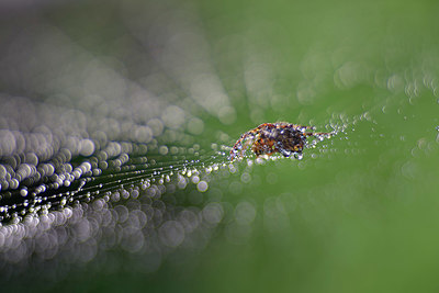 BUITEN BEELD Foto: 360443